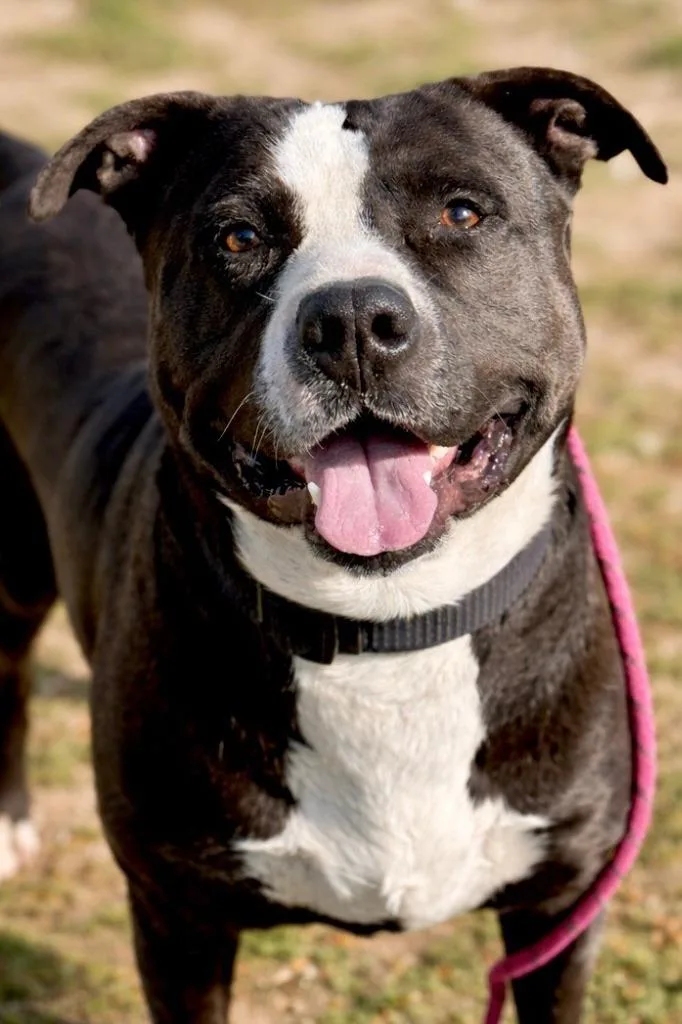 A young large-sized male Pit Bull Terrier dog named Sully for adoption in Tehachapi, CA