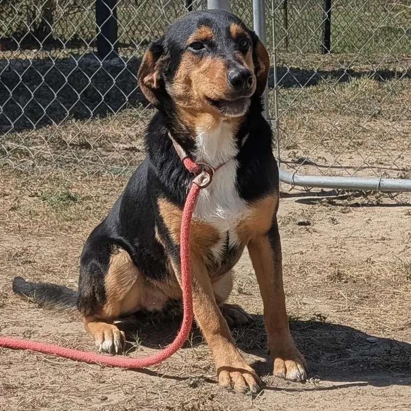 Pinguino thumbnail 2