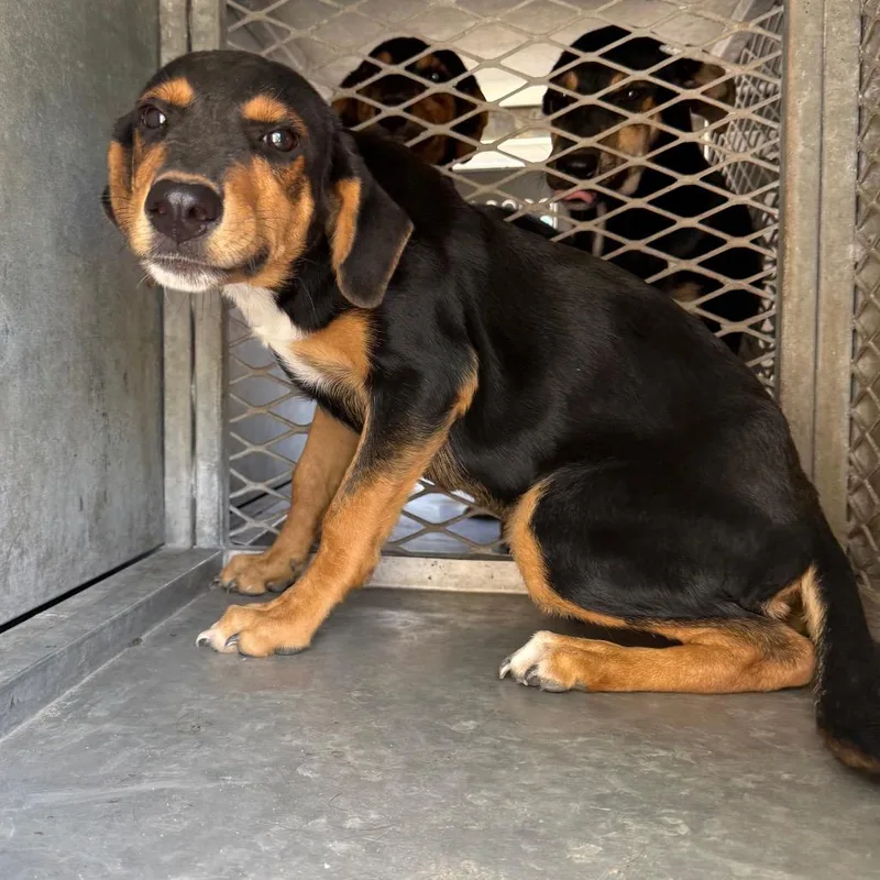 Pinguino thumbnail 3