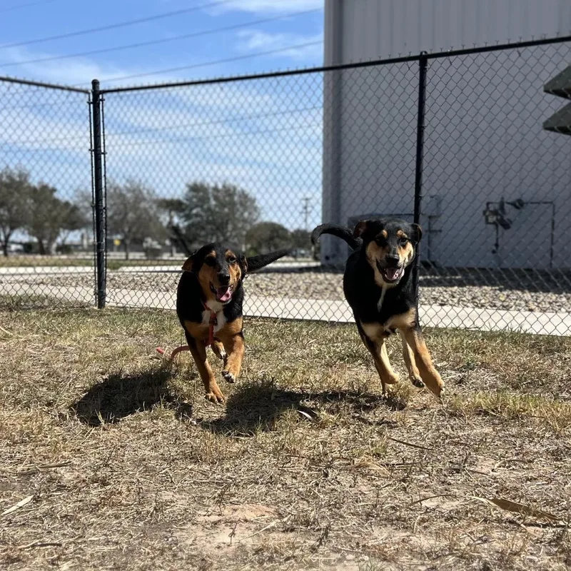 Pinguino thumbnail 4