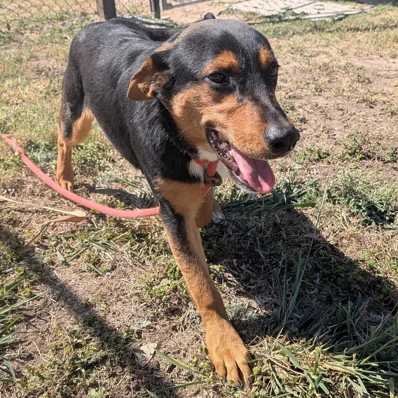 Pinguino thumbnail 5