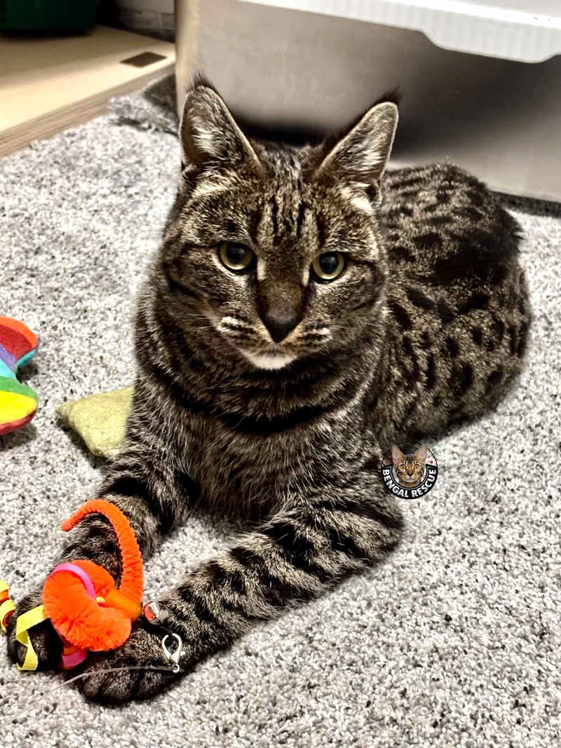 An adult medium-sized female Brown / Chocolate Savannah cat named Xena for adoption in Salt Lake City, UT
