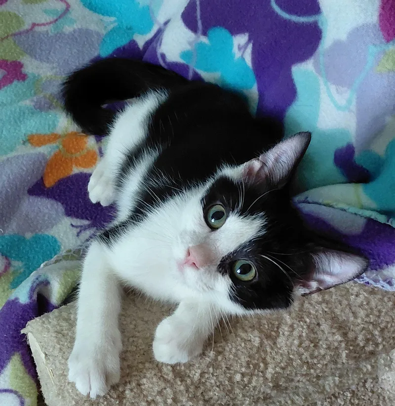 Oscar