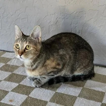 A young medium-sized female Tabby (Brown / Chocolate) Domestic Short Hair cat named Bubbles for adoption in Warr Acres, OK