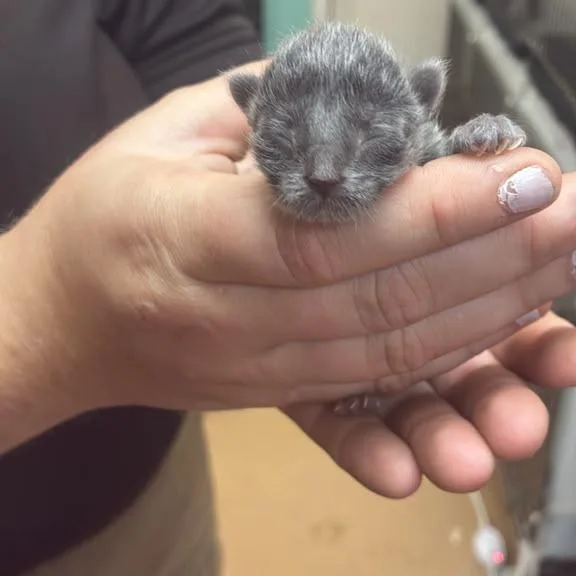 A baby small-sized female Domestic Short Hair cat named Slate for adoption in Gadsden, AL