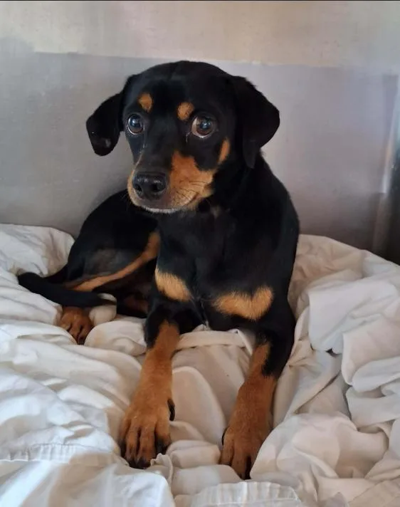 A young small-sized male Chihuahua dog named Bro in TX for adoption in Cranston, RI
