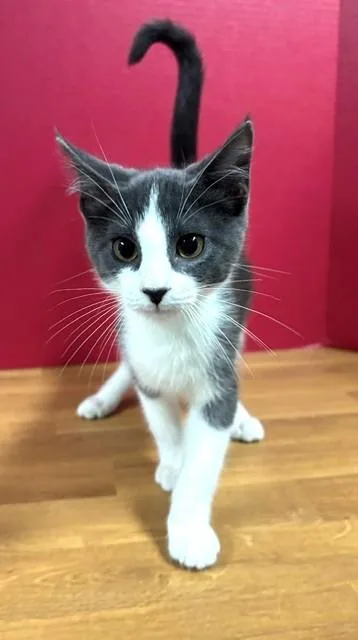 A baby medium-sized male Gray & White Domestic Short Hair cat named Maryville for adoption in Hawk Point, MO