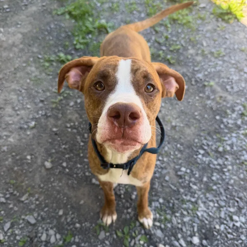 A young medium-sized male Brindle Boxer dog named Bob for adoption in Fairmont, WV