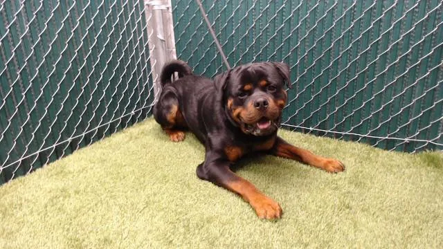 A young medium-sized male Rottweiler dog named Rootbeer for adoption in Downey, CA