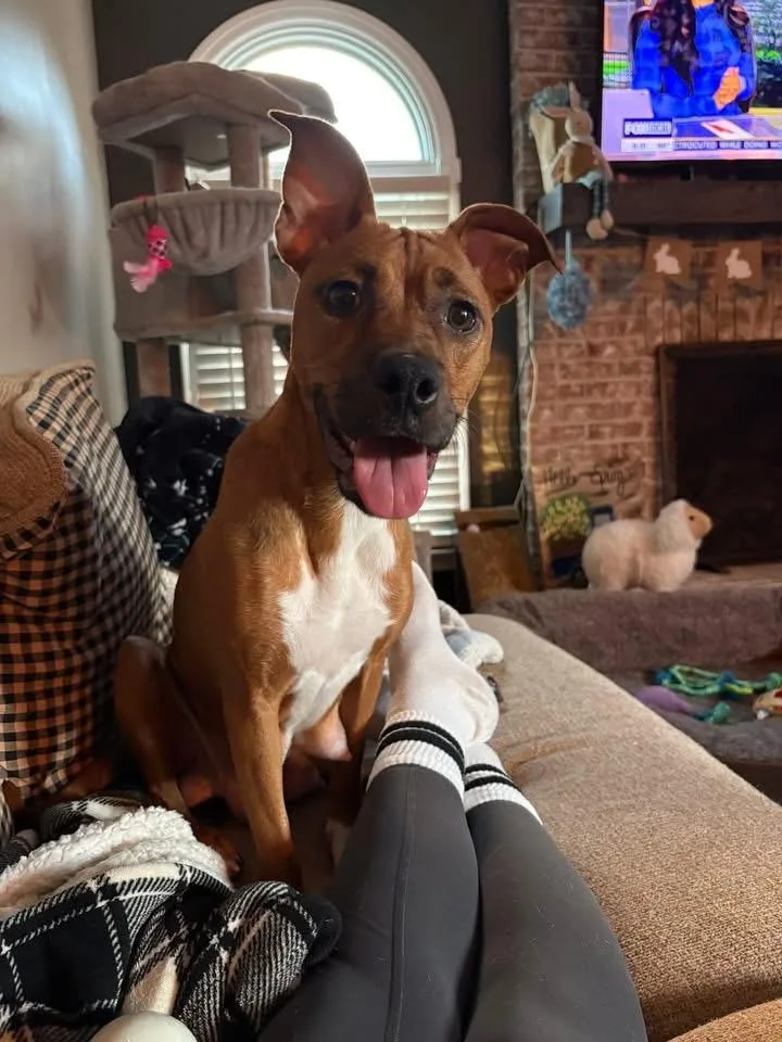A young medium-sized female Black Mouth Cur dog named Remy for adoption in Berlin, NJ