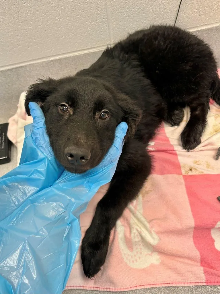 A baby large-sized female Labrador Retriever dog named Eclipse for adoption in Chillicothe, OH