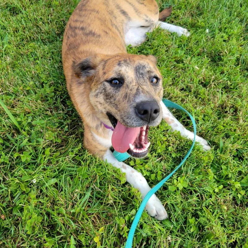 A young medium-sized female Yellow / Tan / Blond / Fawn Catahoula Leopard Dog dog named Hermana for adoption in La Grange, KY