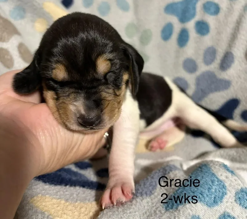 Gracie