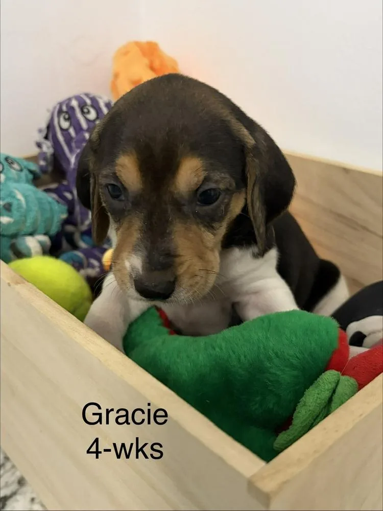 Gracie thumbnail 2