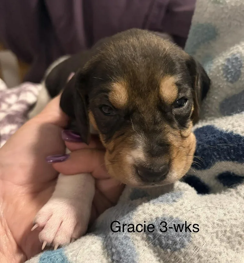 Gracie thumbnail 4