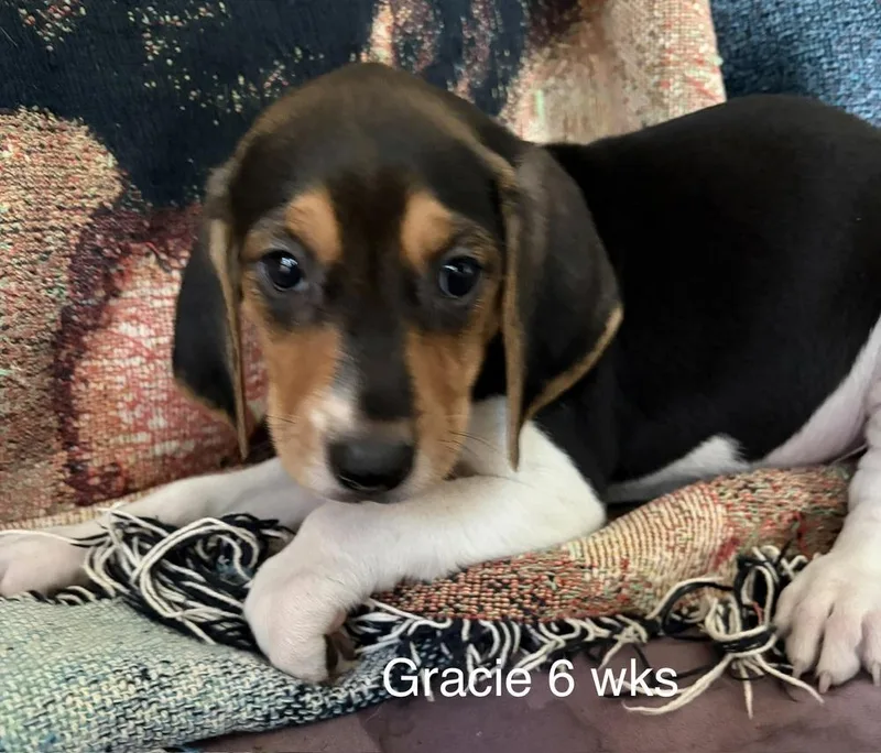 Gracie thumbnail 6