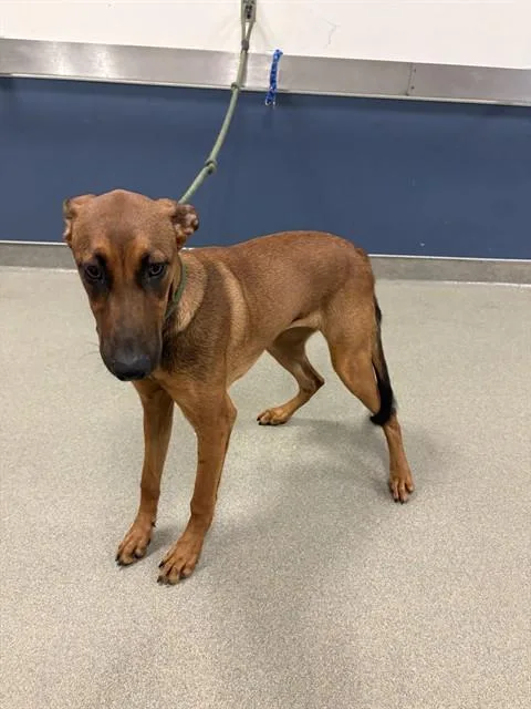 A young medium-sized female Terrier dog named Milly for adoption in Miami, FL