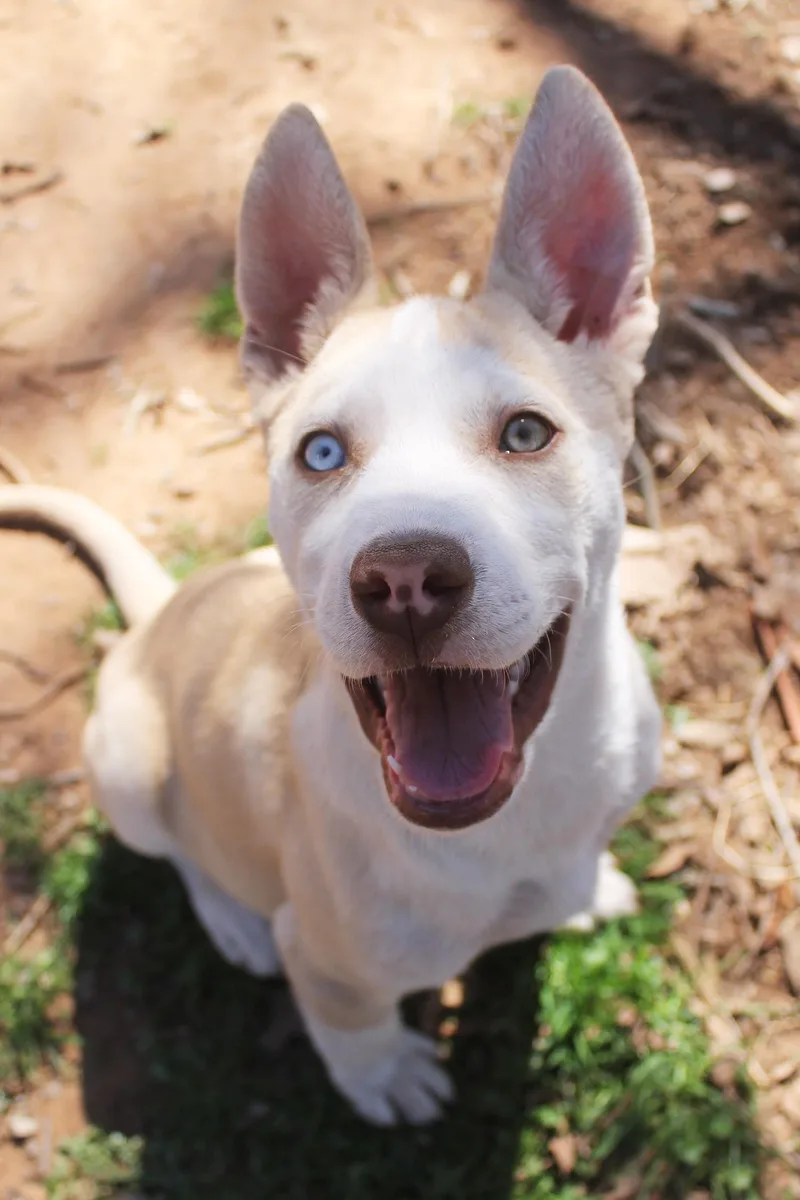 A baby medium-sized male White / Cream Siberian Husky dog named Sleepy for adoption in Guthrie, OK