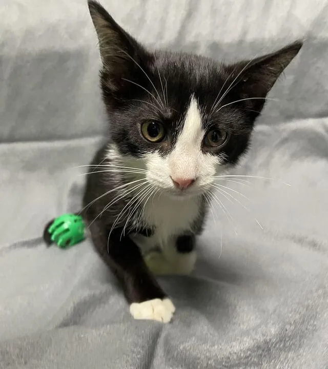 A young medium-sized male Black & White / Tuxedo Domestic Short Hair cat named Charlie for adoption in Jackson, MI