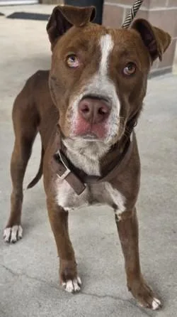 An adult large-sized male Mixed Breed dog named Jimmy for adoption in Savannah, GA