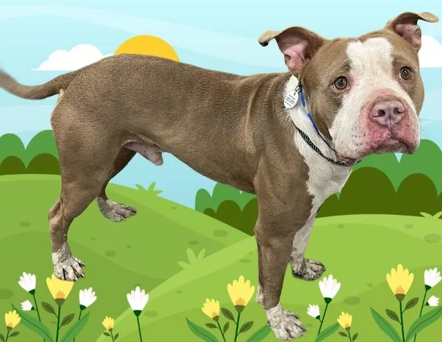 An adult large-sized male Pit Bull Terrier dog named Stirling for adoption in Upper Marlboro, MD