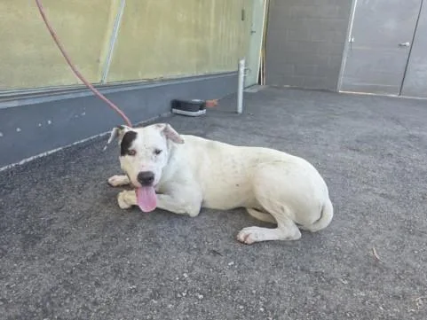A young large-sized male Pit Bull Terrier dog named Clyde for adoption in Los Angeles, CA