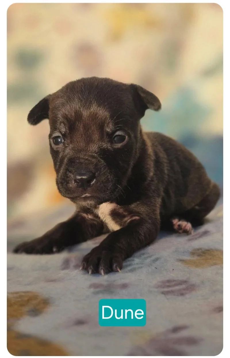A baby medium-sized male Pit Bull Terrier dog named Dune for adoption in Elgin, IL