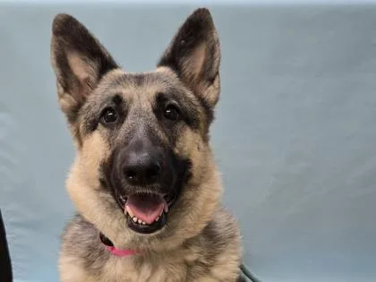 An adult large-sized female German Shepherd Dog dog named Phoebe for adoption in Golden Valley, MN
