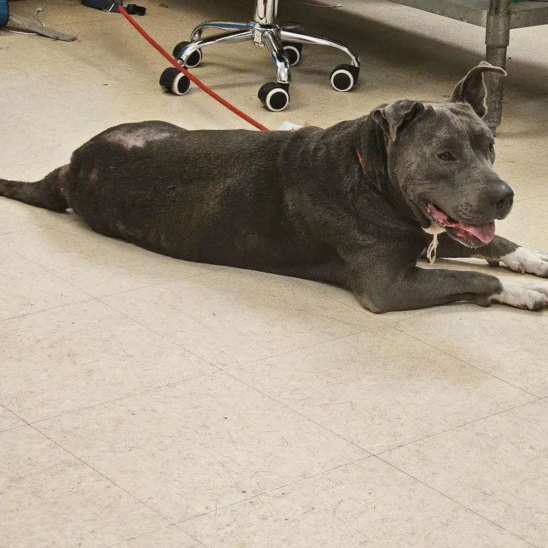 A senior medium-sized male Gray / Blue / Silver Mixed Breed dog named Smokey for adoption in Lake Panasoffkee, FL