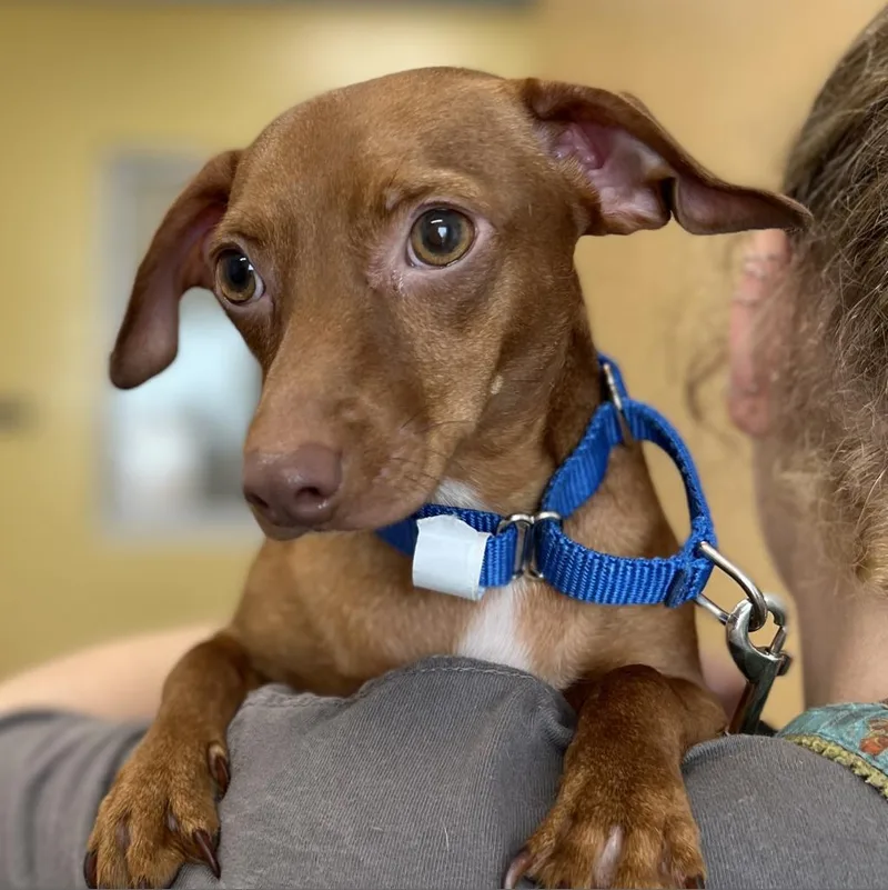 An adult small-sized male Brown / Chocolate Mixed Breed dog named Ziggy for adoption in Jacksonville, FL