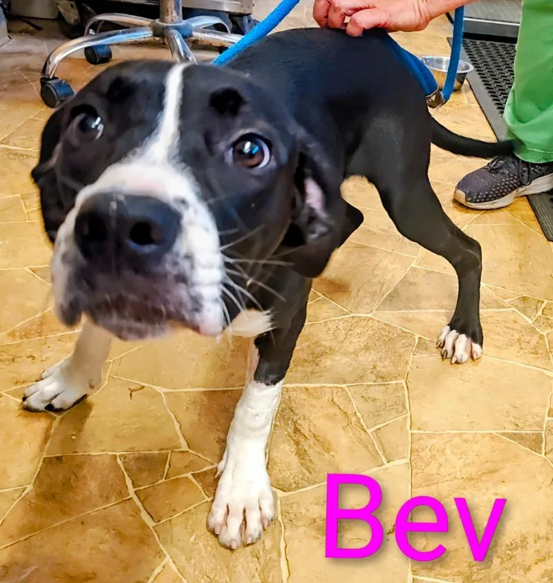 Bev