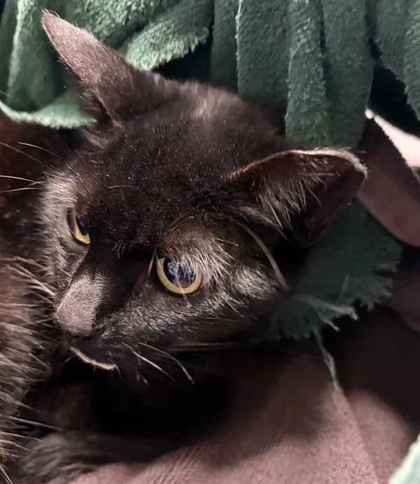 An adult medium-sized female Domestic Short Hair cat named Eleanor for adoption in Escondido, CA