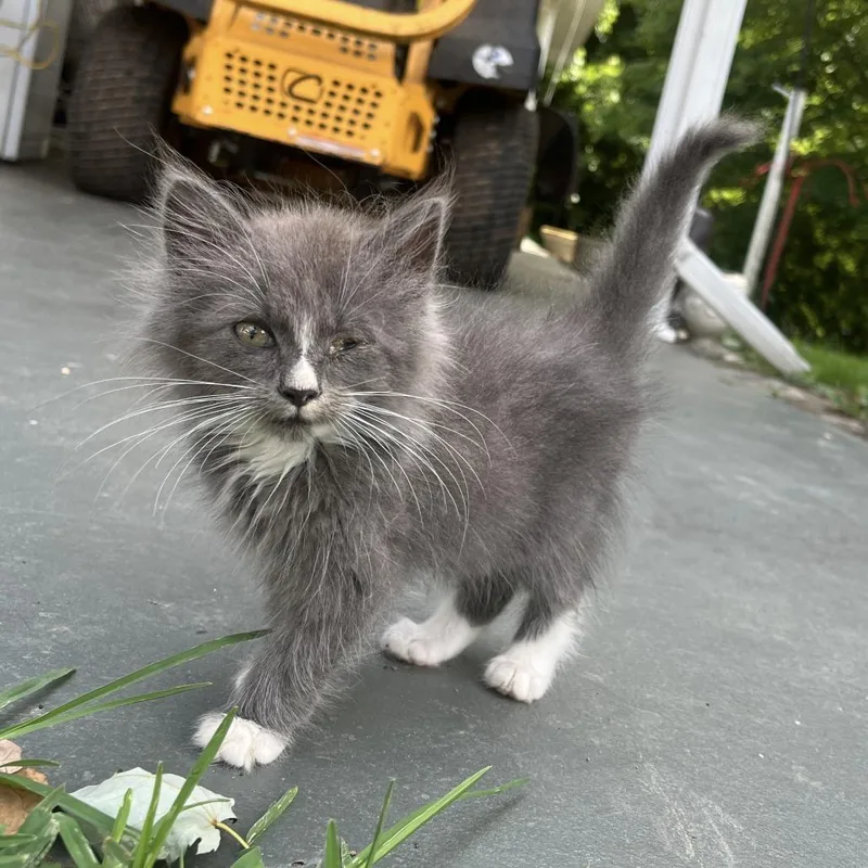 A baby small-sized female Gray / Blue / Silver Domestic Long Hair cat named Owl for adoption in Fairfax Station, VA