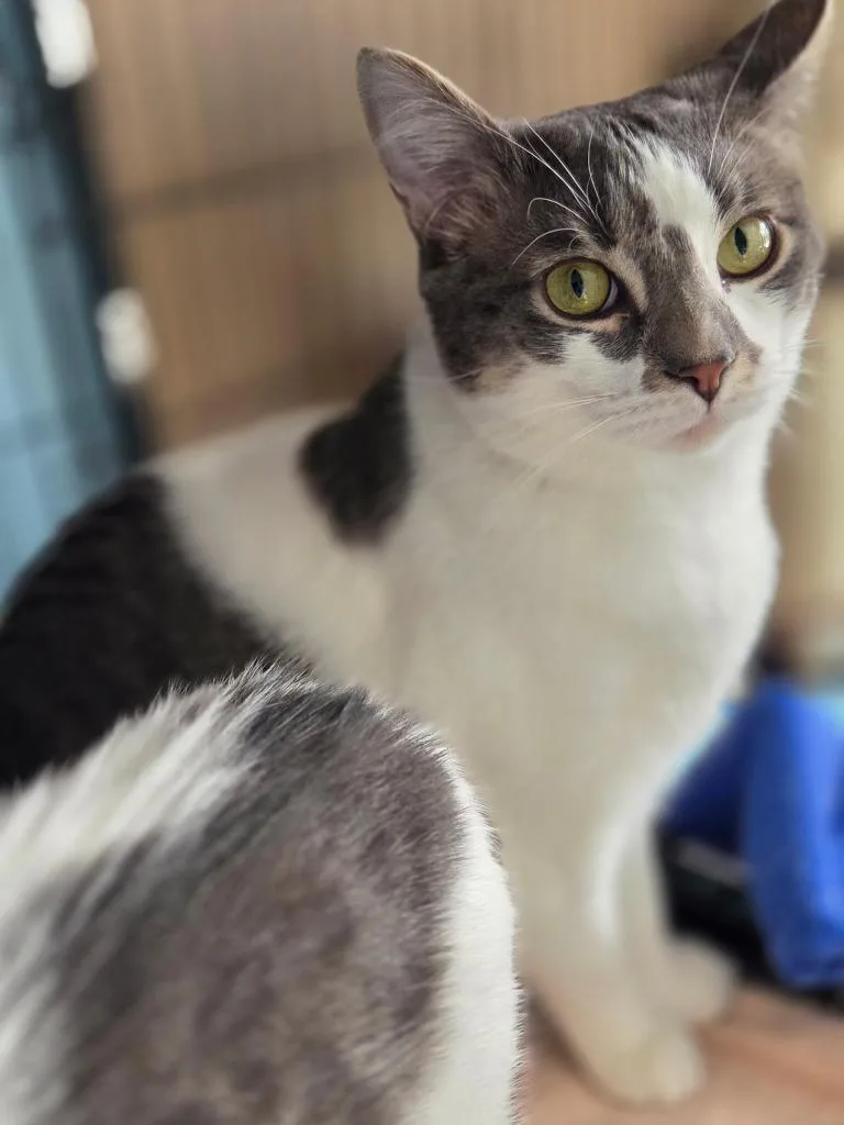 A young medium-sized male Domestic Short Hair cat named Hancock for adoption in Windsor, CT