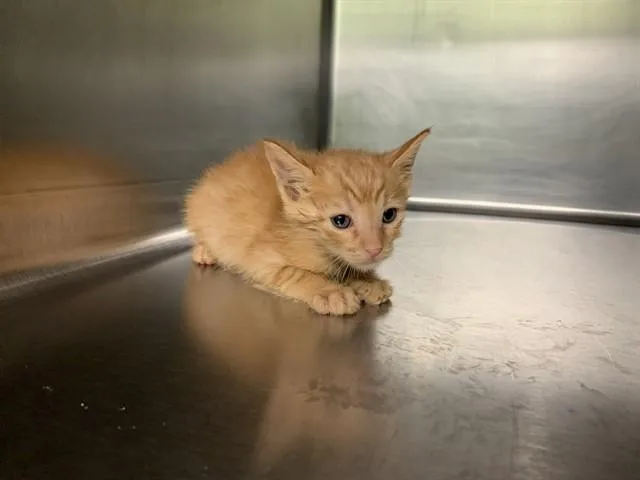 A baby small-sized male Domestic Short Hair cat named Mr.charles for adoption in Grand Prairie, TX