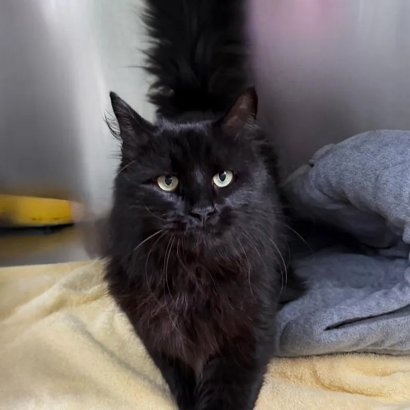 Salem