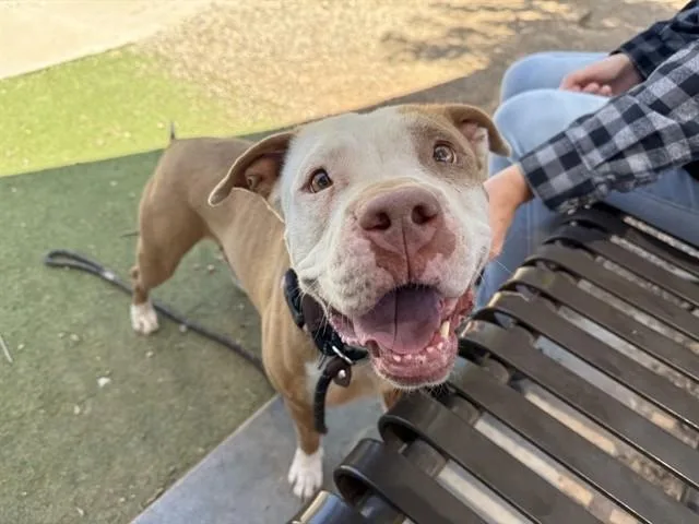 A young large-sized female Pit Bull Terrier dog named Carrot for adoption in Phoenix, AZ