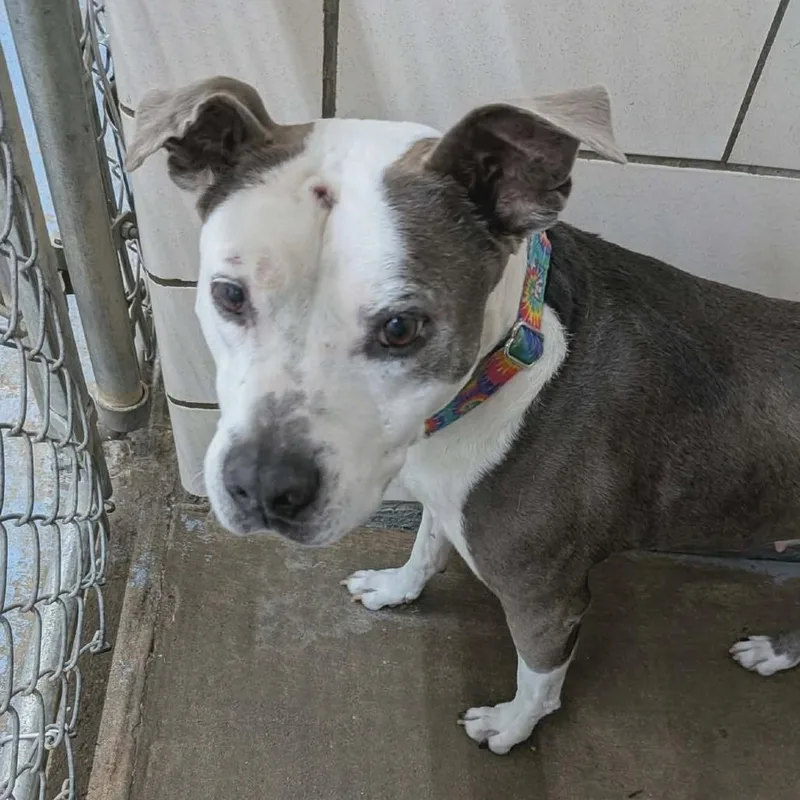 A senior medium-sized female Black Pit Bull Terrier dog named Tootsie for adoption in Greenville, PA