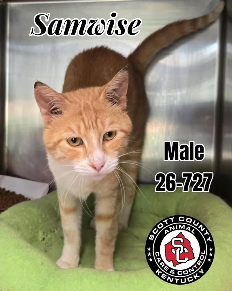 An adult small-sized male Orange & White Domestic Short Hair cat named Samwise for adoption in Georgetown, KY
