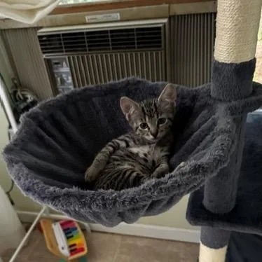 A baby small-sized male Brown / Chocolate Domestic Short Hair cat named Olaf for adoption in Lauderhill, FL