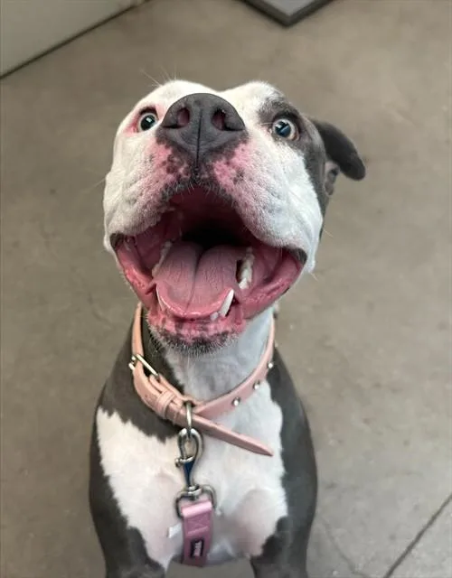 An adult large-sized female Pit Bull Terrier dog named Athena for adoption in Tucson, AZ