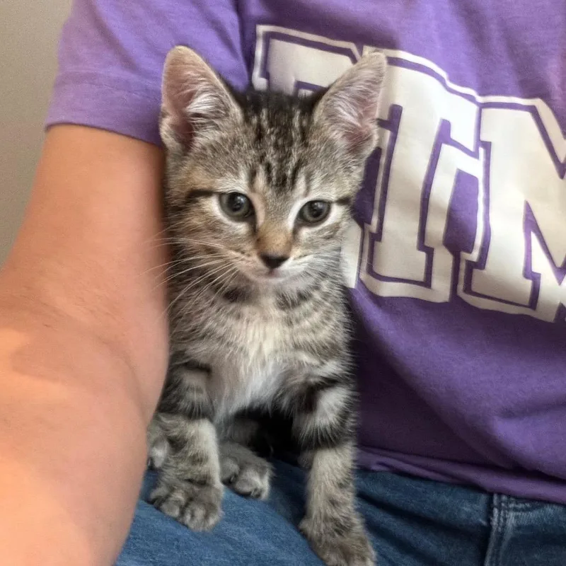 A baby small-sized female Black Domestic Medium Hair cat named Bellini for adoption in Missouri City, TX