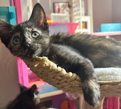 A baby medium-sized female Tortoiseshell Domestic Short Hair cat named Lasagnie for adoption in Mokena, IL