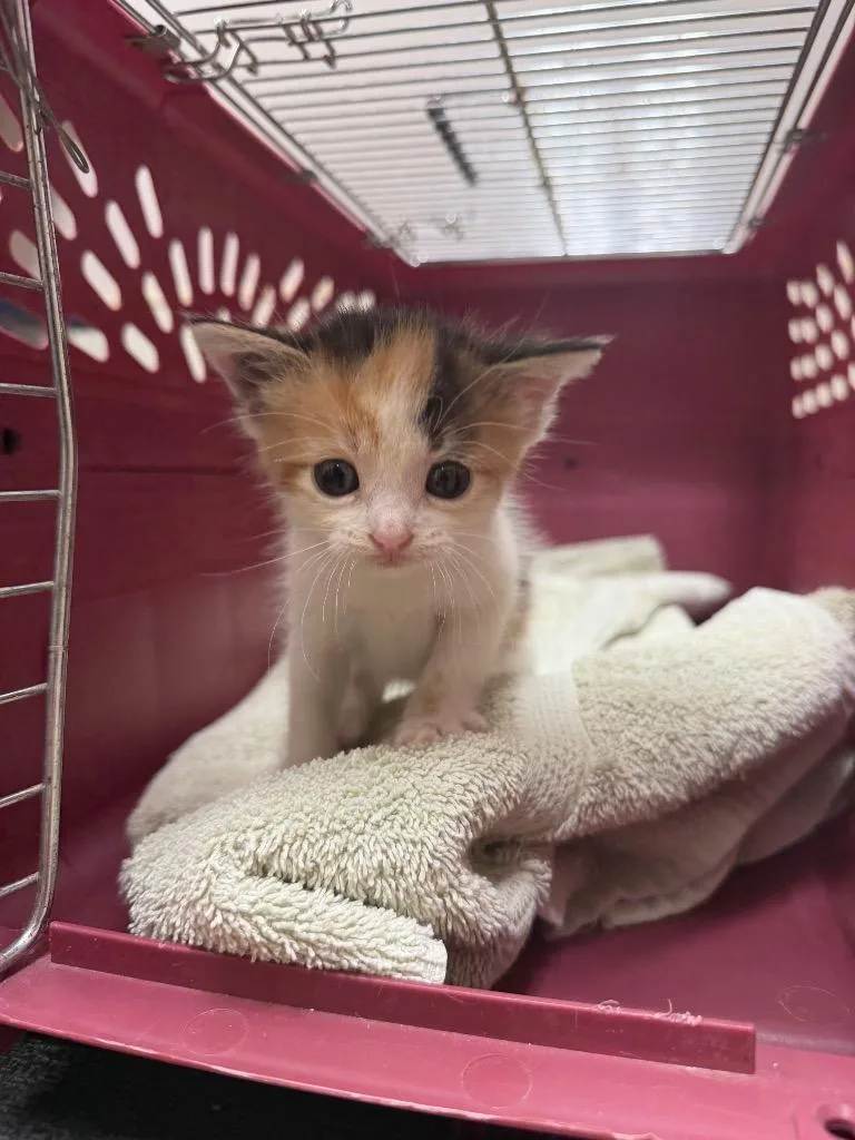 A baby small-sized female Calico cat named Pumpkin for adoption in Great Bend, KS