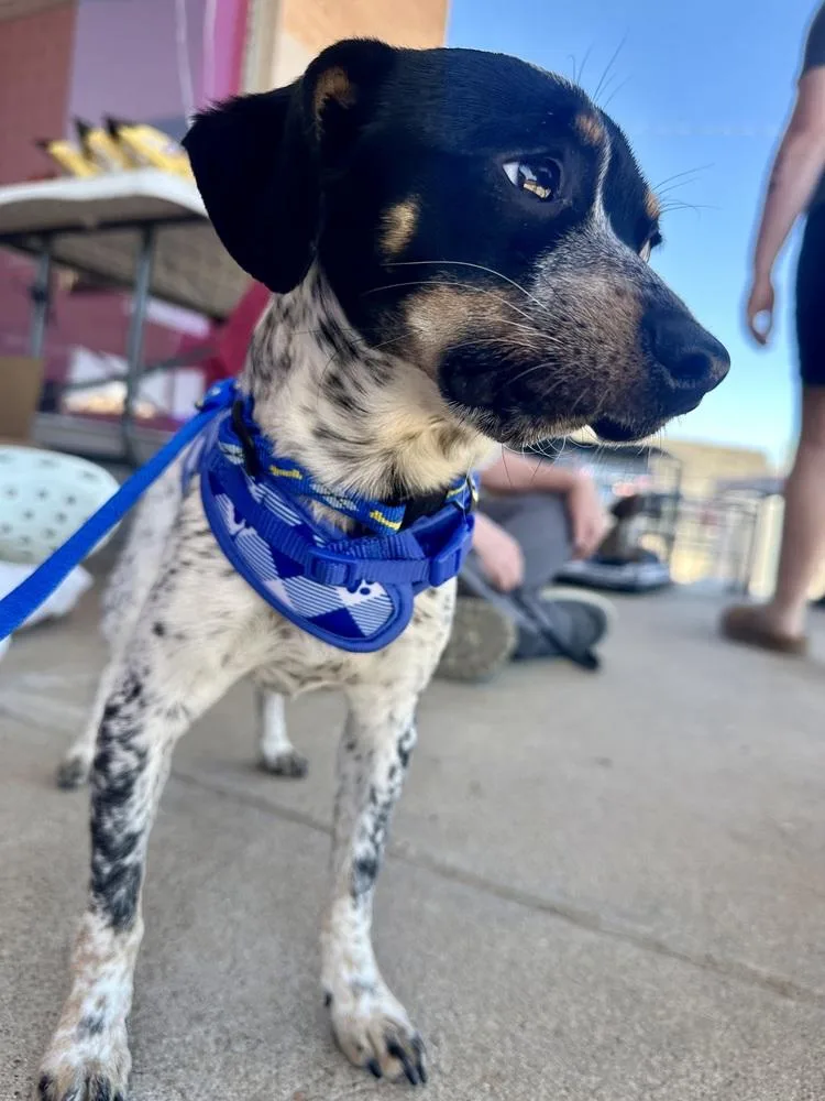 An adult small-sized male Tricolor (Brown, Black, & White) Miniature Pinscher dog named Waldo for adoption in Shawnee, OK