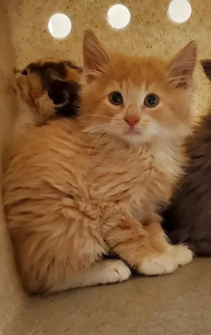 A baby small-sized male Domestic Medium Hair cat named Salmon for adoption in Fairfax, VA