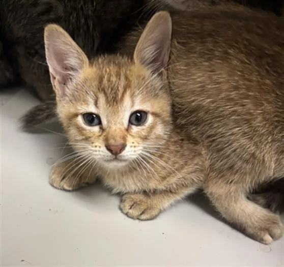 A baby medium-sized female Domestic Short Hair cat named Hazel for adoption in Dallas, TX