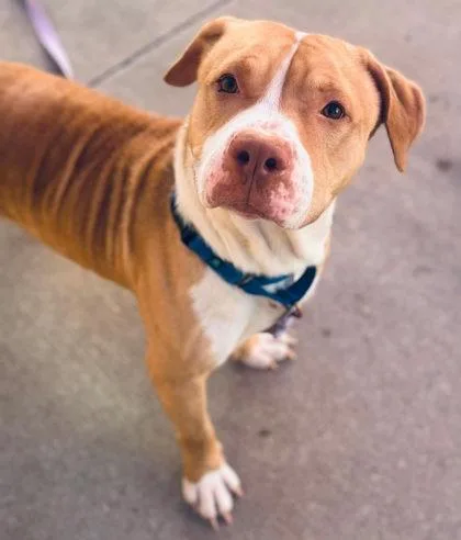 An adult large-sized male Mixed Breed dog named Zeus for adoption in West Chester, PA