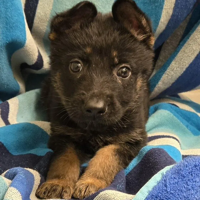 A baby large-sized female Black German Shepherd Dog dog named Sasha for adoption in Floresville, TX