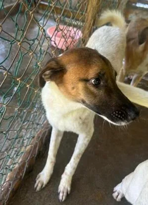 An adult medium-sized male Mixed Breed dog named Oscar for adoption in Largo, FL